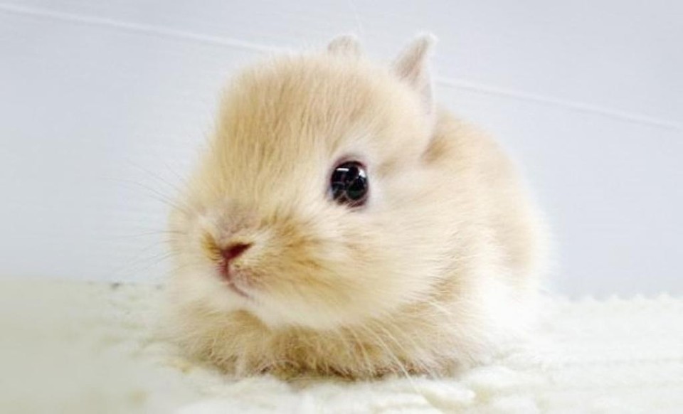 Фотография: Кролики — это новые котики №19 - BigPicture.ru