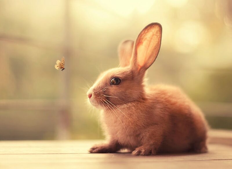 Фотография: Кролики — это новые котики №1 - BigPicture.ru