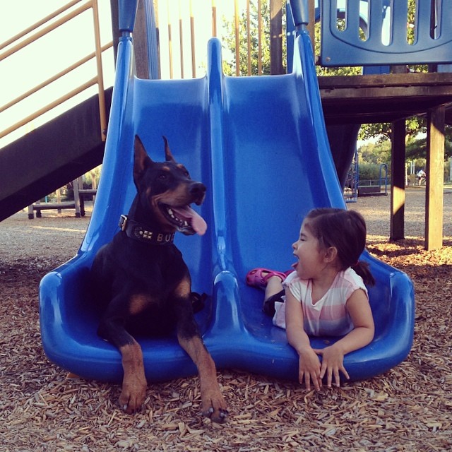 Фотография: Красавица и чудовище: удивительная дружба крошечной девочки с гигантским доберманом №6 - BigPicture.ru