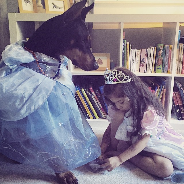 Фотография: Красавица и чудовище: удивительная дружба крошечной девочки с гигантским доберманом №9 - BigPicture.ru