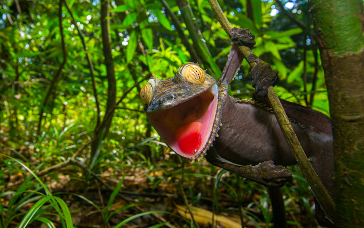 Фотография: Ухмыляющийся геккон — мастер камуфляжа №1 - BigPicture.ru