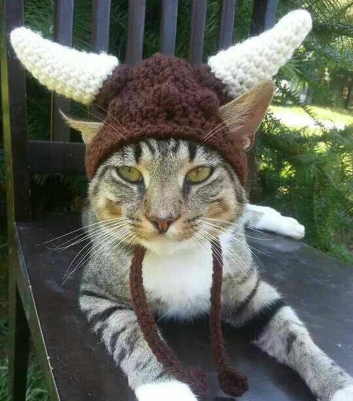 Фотография: Вашему котику нужна такая шапочка! №15 - BigPicture.ru