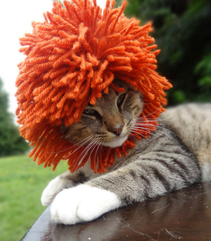 Фотография: Вашему котику нужна такая шапочка! №2 - BigPicture.ru