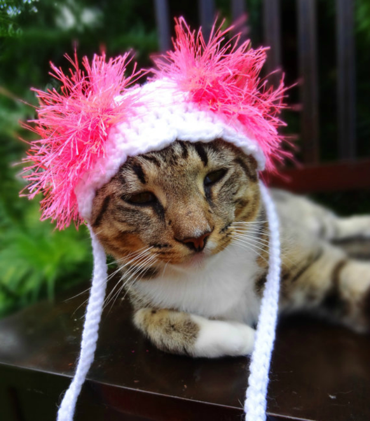 Фотография: Вашему котику нужна такая шапочка! №4 - BigPicture.ru