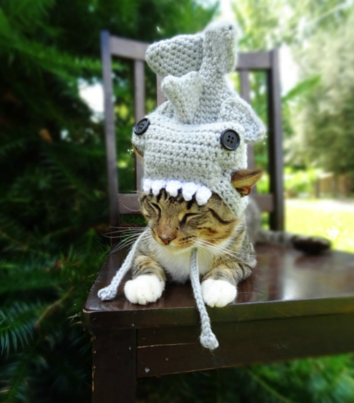 Фотография: Вашему котику нужна такая шапочка! №6 - BigPicture.ru