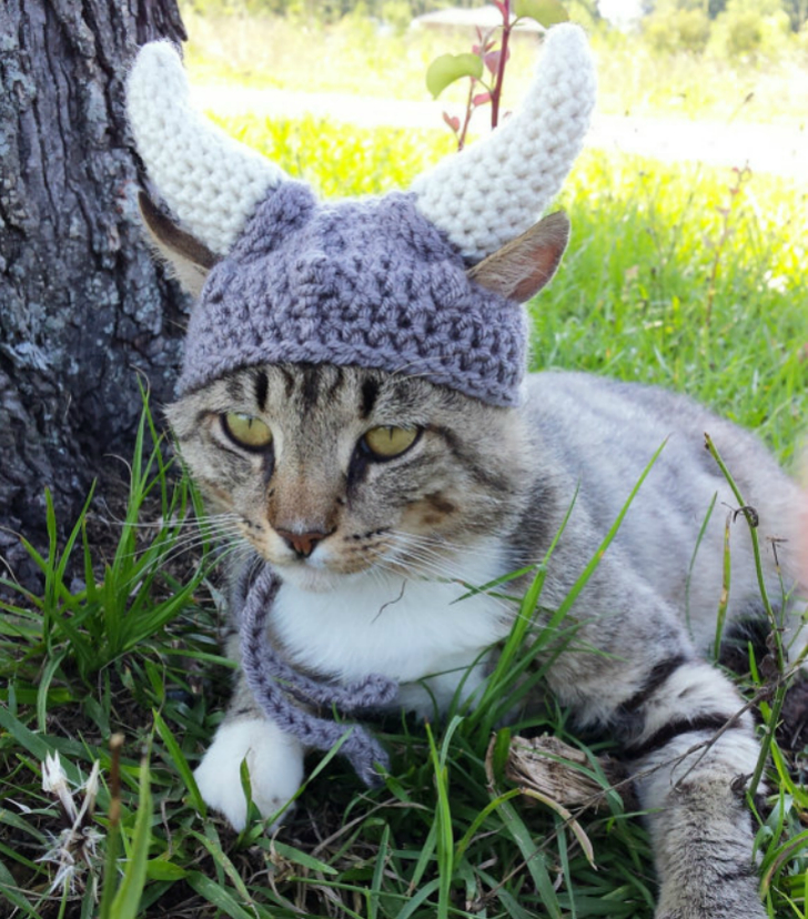 Фотография: Вашему котику нужна такая шапочка! №9 - BigPicture.ru