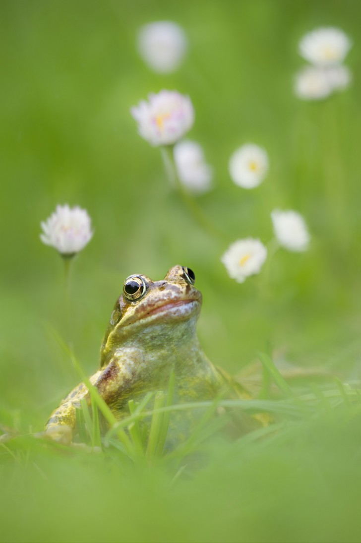 Забавные фото смешных лягушек » BigPicture.ru