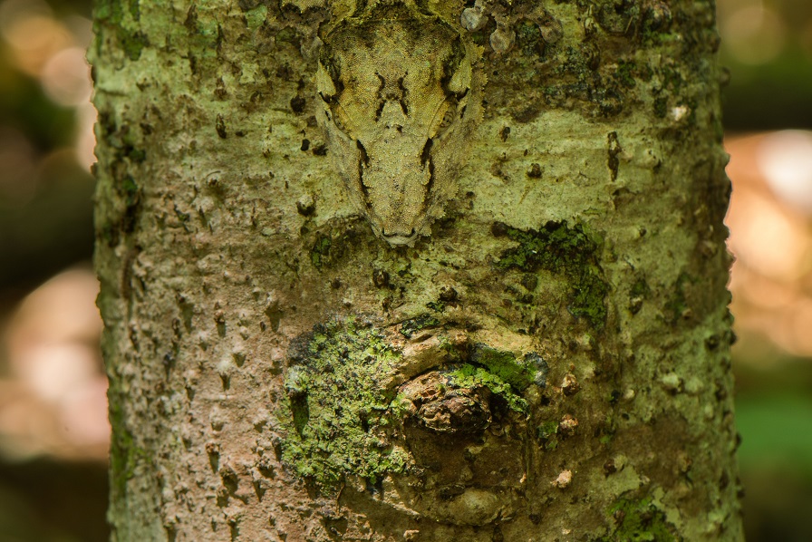 Фотография: Ухмыляющийся геккон — мастер камуфляжа №9 - BigPicture.ru