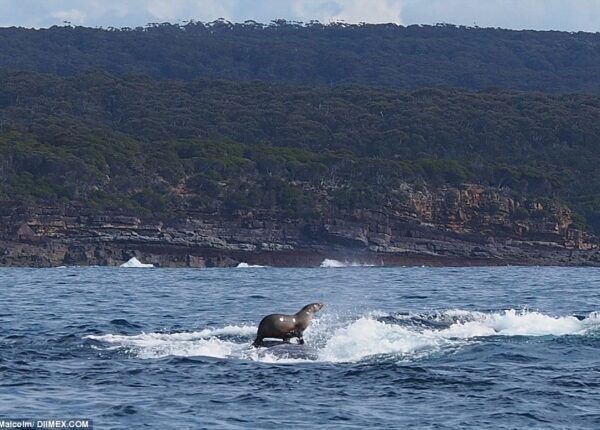 Такого вы еще не видели: тюлень катается на ките!