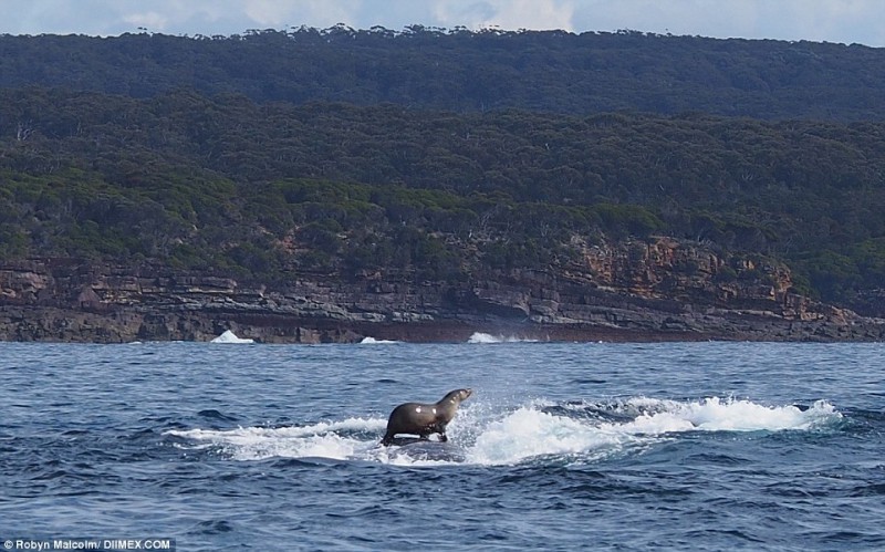 Фотография: Такого вы еще не видели: тюлень катается на ките! №1 - BigPicture.ru