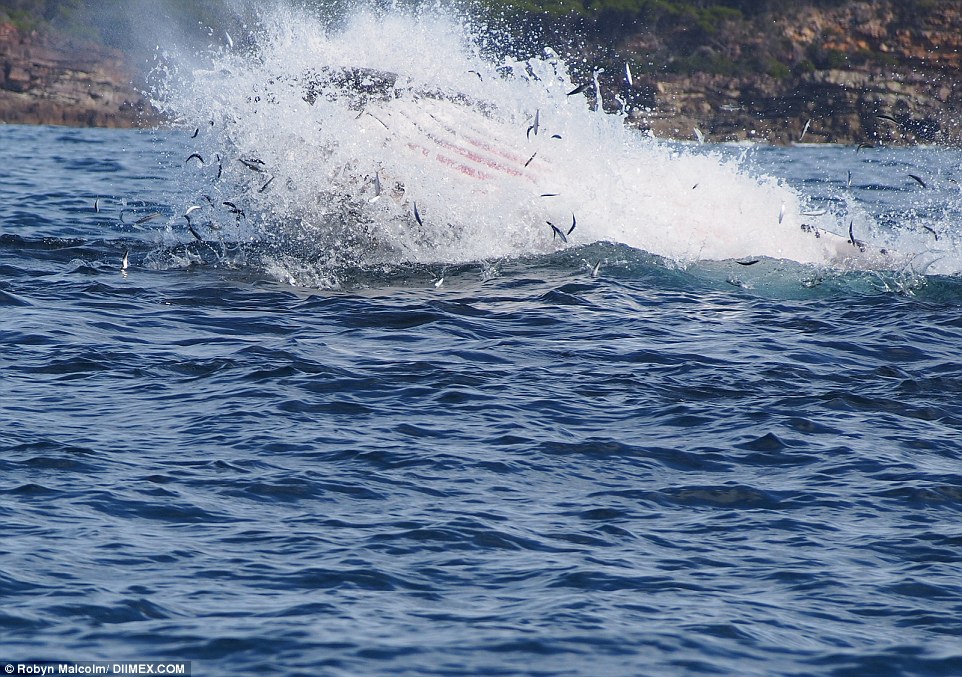Фотография: Такого вы еще не видели: тюлень катается на ките! №3 - BigPicture.ru