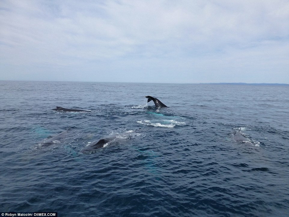 Фотография: Такого вы еще не видели: тюлень катается на ките! №4 - BigPicture.ru