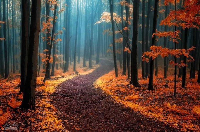 Фотография: Сюрреалистический осенний лес в фотографиях Янека Седлара №1 - BigPicture.ru