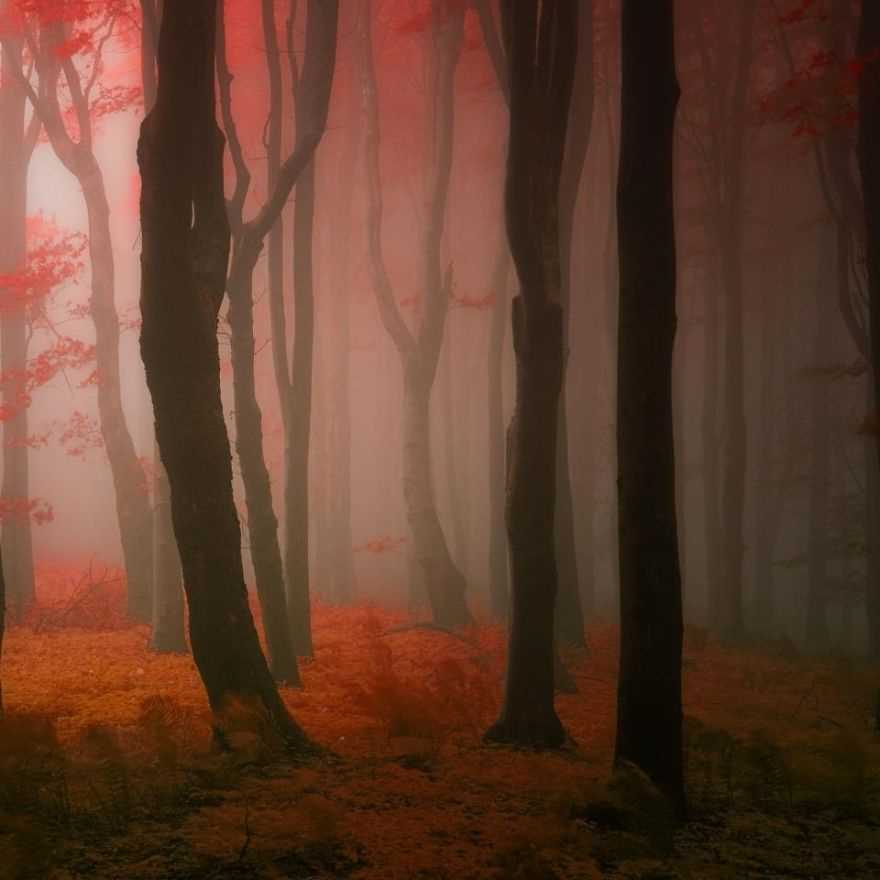 Фотография: Сюрреалистический осенний лес в фотографиях Янека Седлара №5 - BigPicture.ru