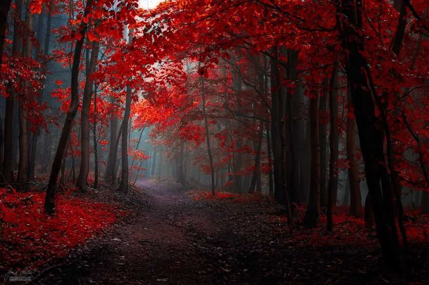 Фотография: Сюрреалистический осенний лес в фотографиях Янека Седлара №6 - BigPicture.ru