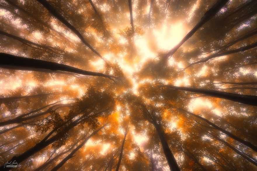 Фотография: Сюрреалистический осенний лес в фотографиях Янека Седлара №7 - BigPicture.ru