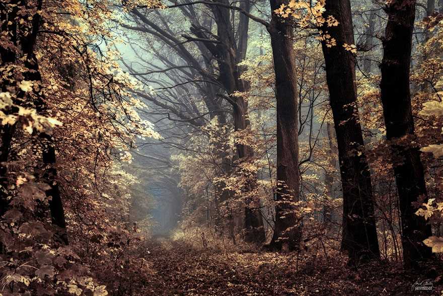 Фотография: Сюрреалистический осенний лес в фотографиях Янека Седлара №9 - BigPicture.ru