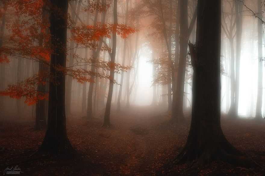 Фотография: Сюрреалистический осенний лес в фотографиях Янека Седлара №11 - BigPicture.ru