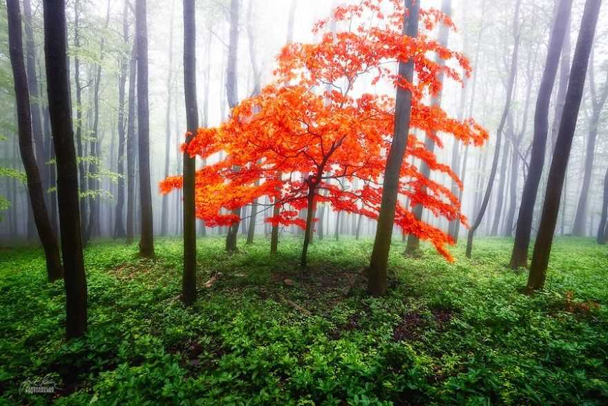 Фотография: Сюрреалистический осенний лес в фотографиях Янека Седлара №12 - BigPicture.ru