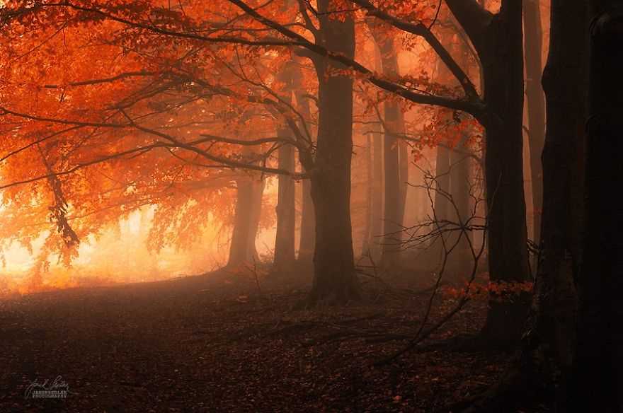 Фотография: Сюрреалистический осенний лес в фотографиях Янека Седлара №13 - BigPicture.ru