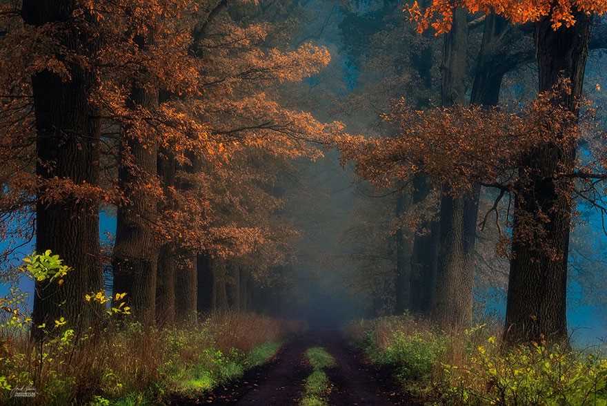 Фотография: Сюрреалистический осенний лес в фотографиях Янека Седлара №14 - BigPicture.ru