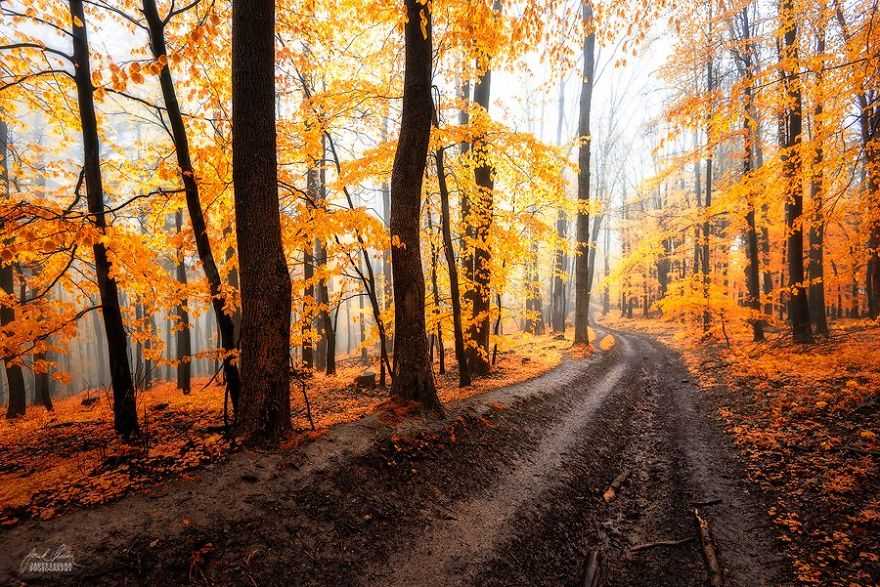 Фотография: Сюрреалистический осенний лес в фотографиях Янека Седлара №15 - BigPicture.ru