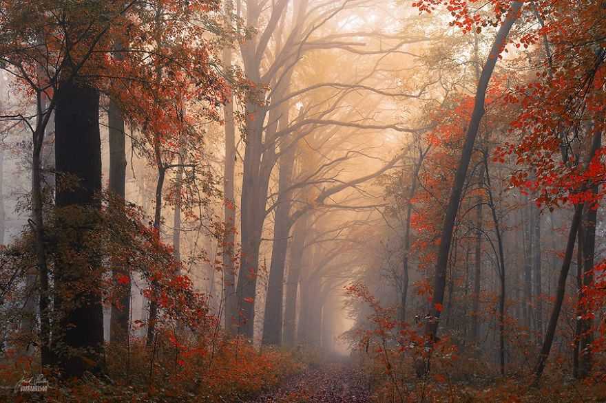 Фотография: Сюрреалистический осенний лес в фотографиях Янека Седлара №18 - BigPicture.ru