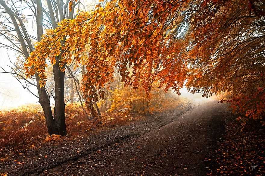 Фотография: Сюрреалистический осенний лес в фотографиях Янека Седлара №19 - BigPicture.ru