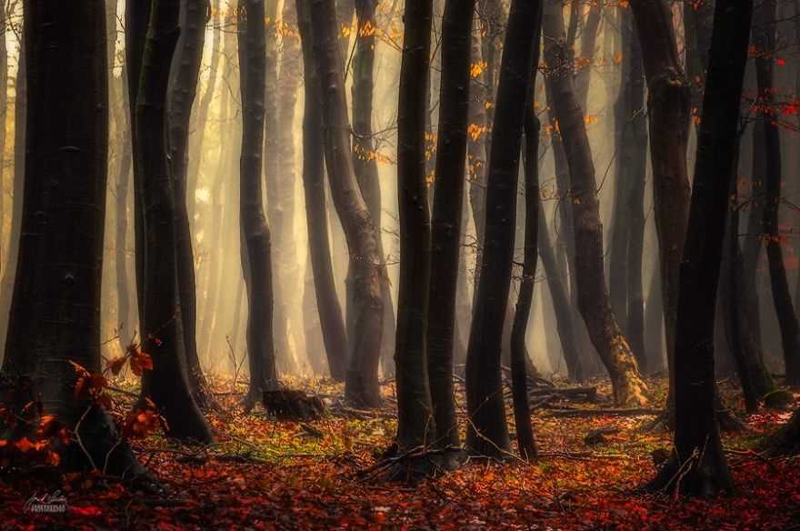 Фотография: Сюрреалистический осенний лес в фотографиях Янека Седлара №20 - BigPicture.ru
