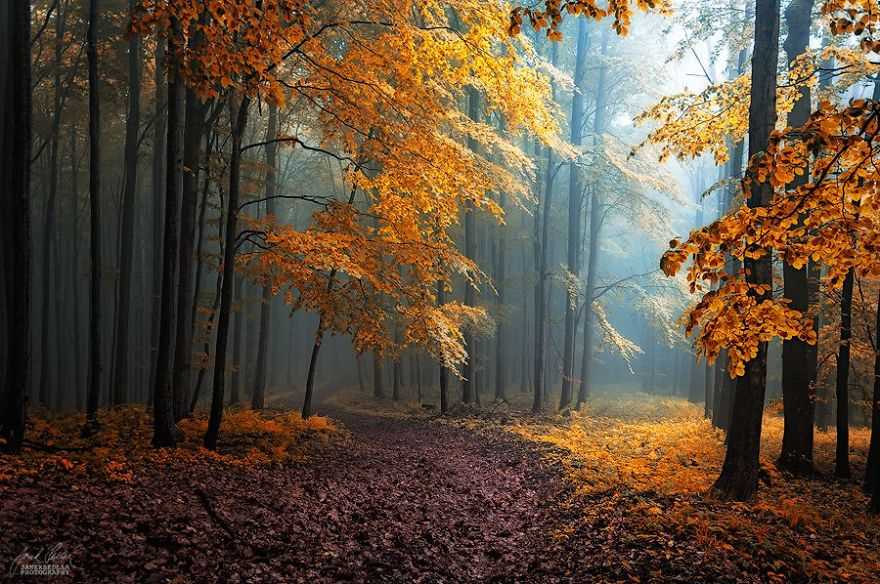 Фотография: Сюрреалистический осенний лес в фотографиях Янека Седлара №21 - BigPicture.ru