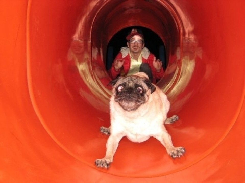 Фотография: 17 самых смешных собачьих фейлов №10 - BigPicture.ru