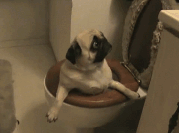Фотография: 17 самых смешных собачьих фейлов №16 - BigPicture.ru