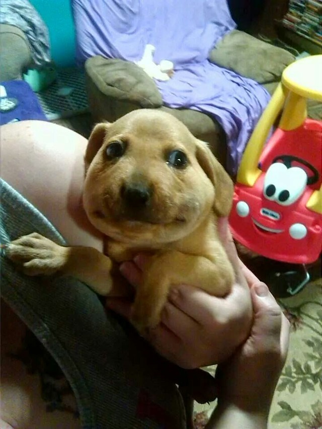 Фотография: 17 самых смешных собачьих фейлов №18 - BigPicture.ru