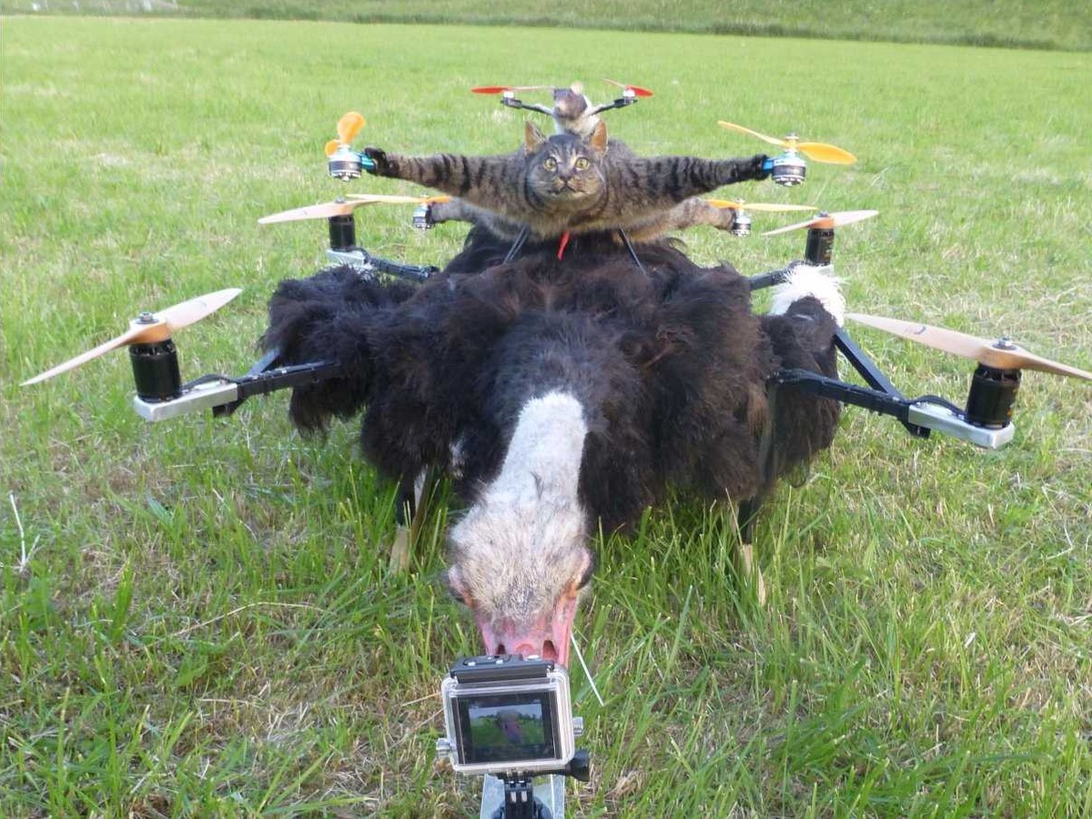 Фотография: Художник, превративший своего мертвого кота в дрон, сейчас строит вертолет из коровы №7 - BigPicture.ru