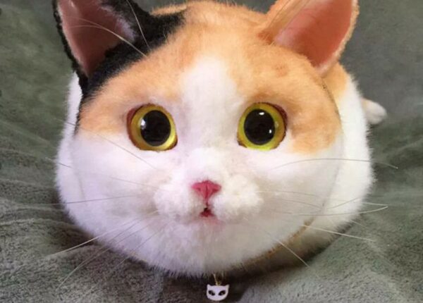 Крипотно или мило? Кошачьи сумки — новый тренд в Японии