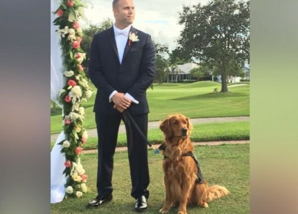 Ветеран-инвалид сделал свою служебную собаку шафером у себя на свадьбе