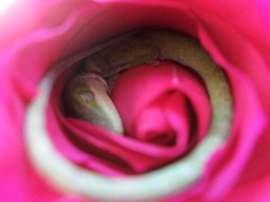 Фотография: Ящерица сделала себе постель из розы №4 - BigPicture.ru