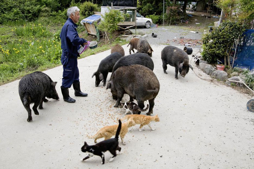 Фотография: Японец вернулся в зараженную зону Фукусимы, чтобы кормить брошенных там животных №3 - BigPicture.ru