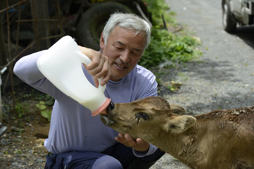 Фотография: Японец вернулся в зараженную зону Фукусимы, чтобы кормить брошенных там животных №6 - BigPicture.ru