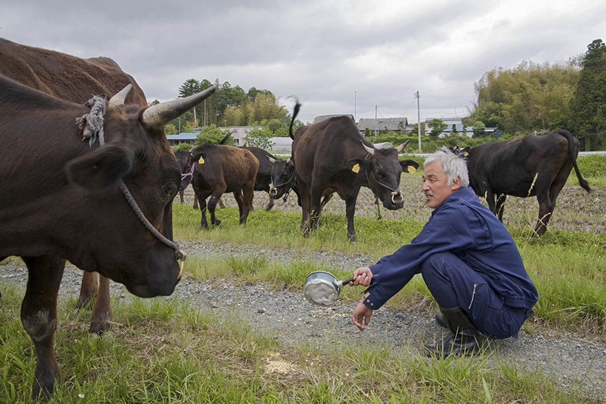 Фотография: Японец вернулся в зараженную зону Фукусимы, чтобы кормить брошенных там животных №7 - BigPicture.ru