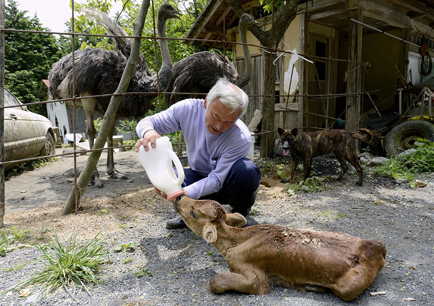Фотография: Японец вернулся в зараженную зону Фукусимы, чтобы кормить брошенных там животных №8 - BigPicture.ru