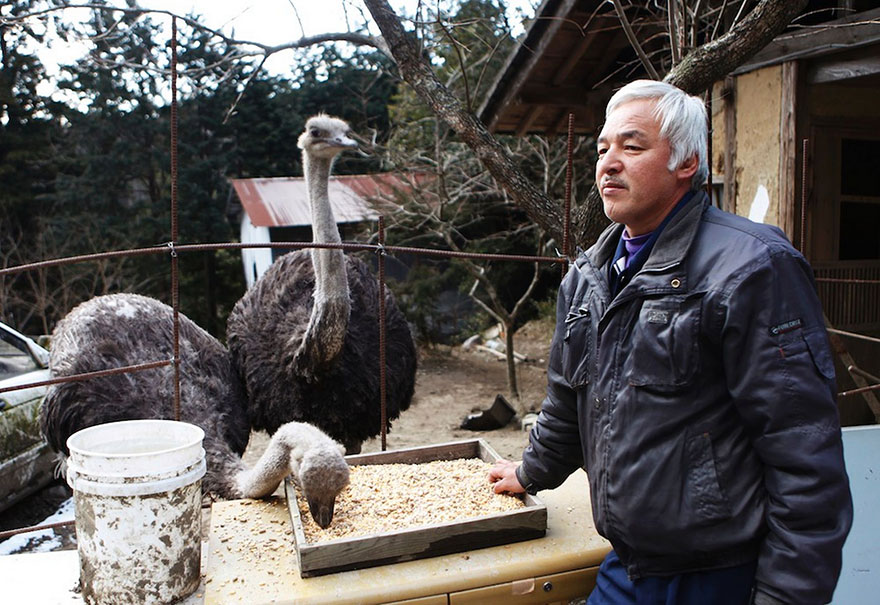 Фотография: Японец вернулся в зараженную зону Фукусимы, чтобы кормить брошенных там животных №12 - BigPicture.ru