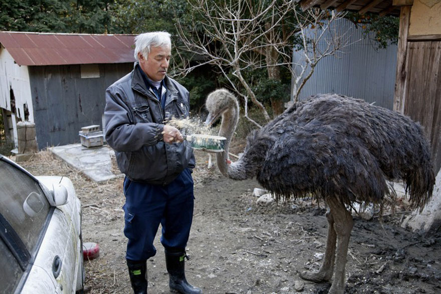 Фотография: Японец вернулся в зараженную зону Фукусимы, чтобы кормить брошенных там животных №17 - BigPicture.ru