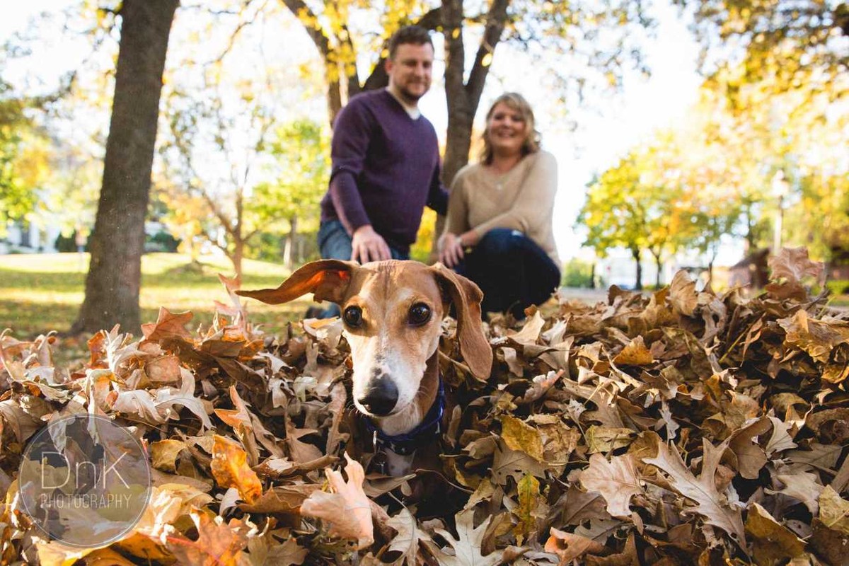 Фотосессия с собакой осенью