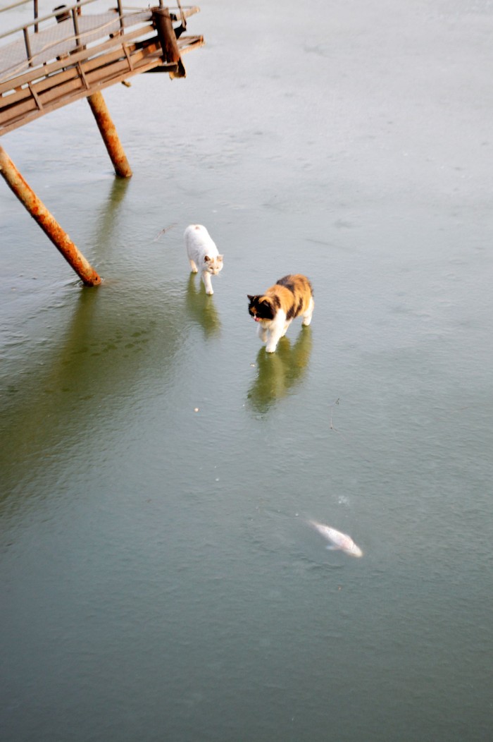 Фотография: Как два кота на рыбалку ходили №3 - BigPicture.ru