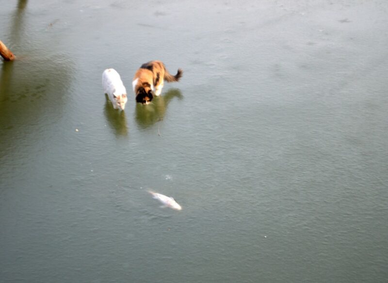 Фотография: Как два кота на рыбалку ходили №1 - BigPicture.ru