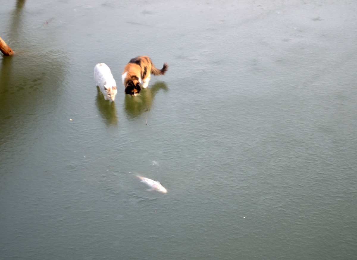 Фотография: Как два кота на рыбалку ходили №4 - BigPicture.ru