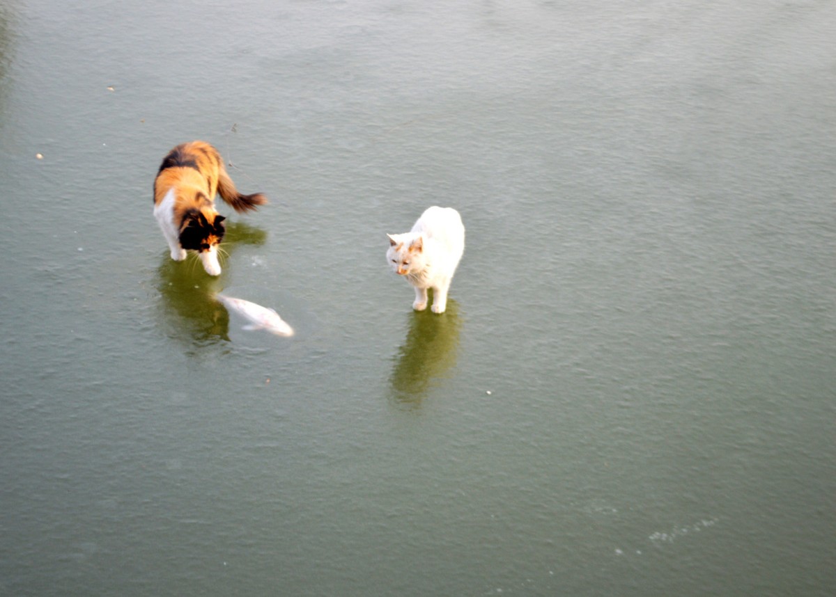 Фотография: Как два кота на рыбалку ходили №9 - BigPicture.ru