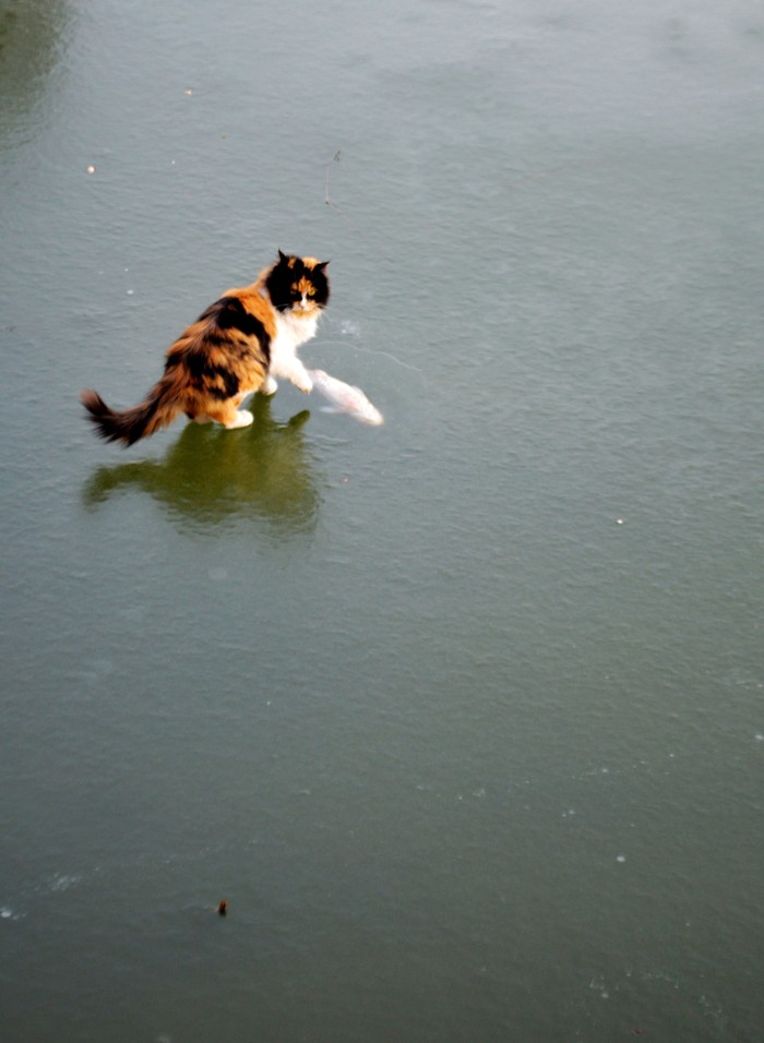 Фотография: Как два кота на рыбалку ходили №10 - BigPicture.ru