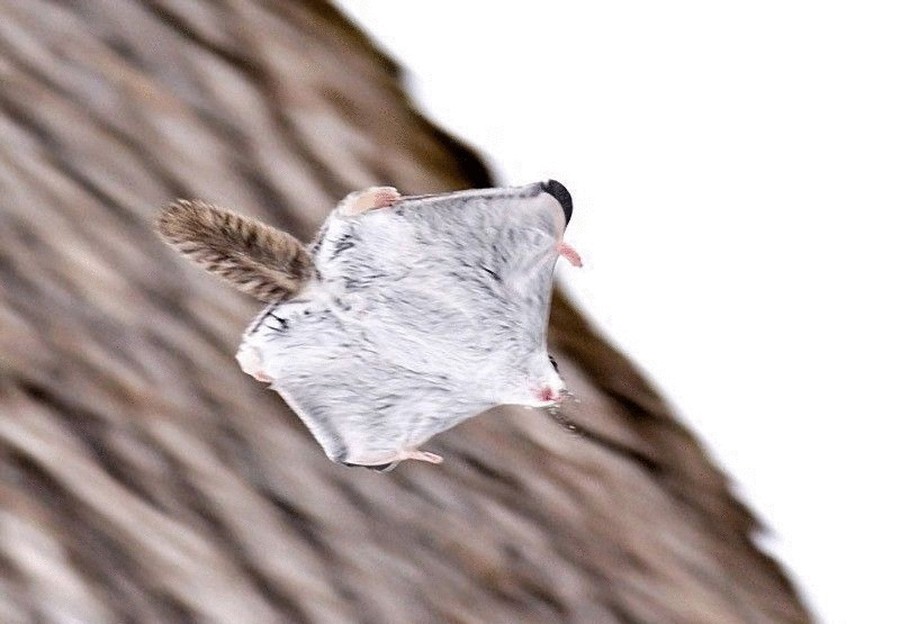 Фотография: 12 доказательств того, что белка-летяга — самый милый зверек на свете №13 - BigPicture.ru